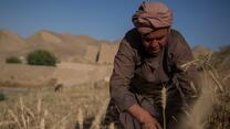 A farmer on his field